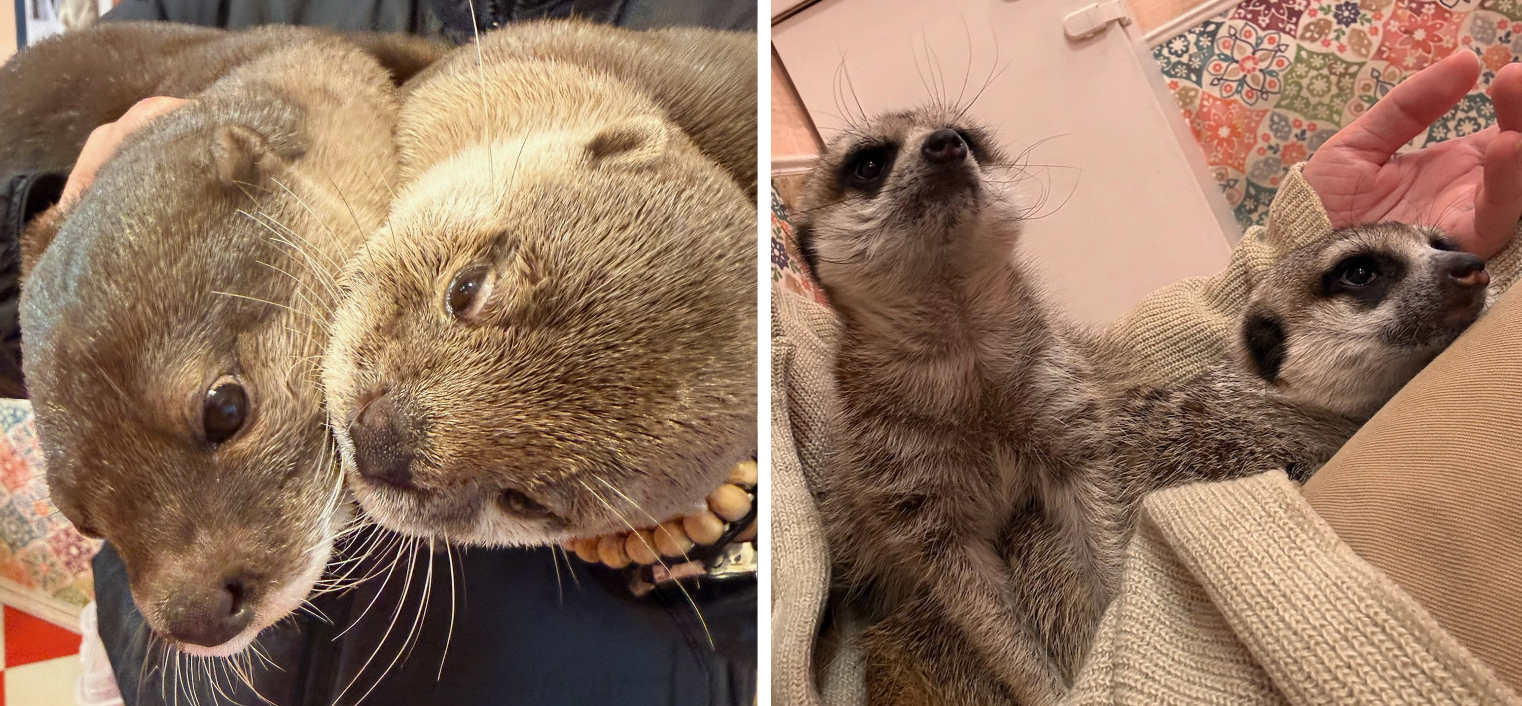 カワウソとミーアキャット